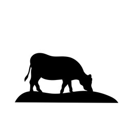 Cow grazing on meadow
