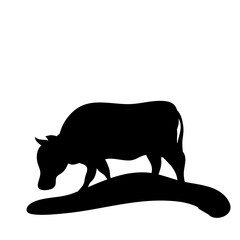 Cow grazing on meadow
