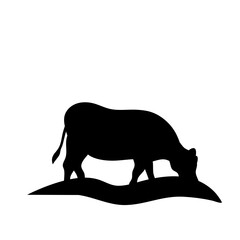 Cow grazing on meadow
