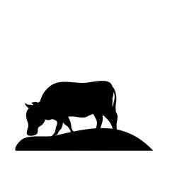 Cow grazing on meadow
