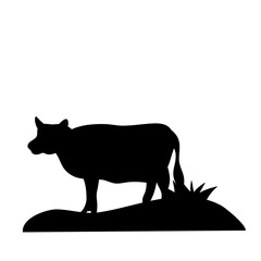 Cow grazing on meadow
