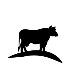 Cow grazing on meadow
