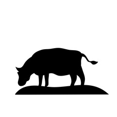 Cow grazing on meadow
