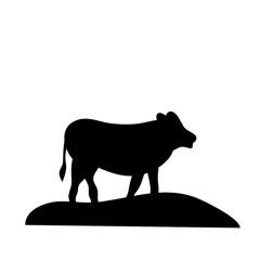 Cow grazing on meadow
