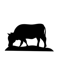 Cow grazing on meadow
