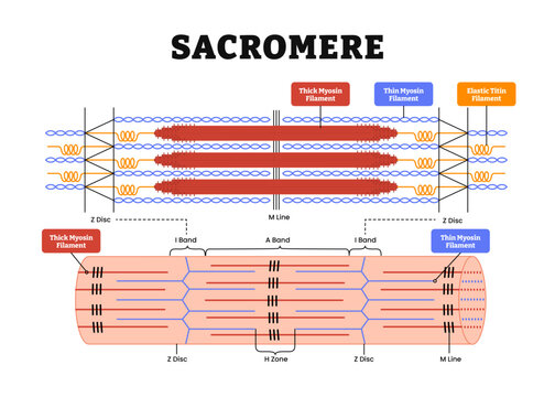 Sarcomere muscular structure anatomy diagram, labeled thick, thin, elstic thin filament, z disc, band, yosin filaments, discs, lines and bands, microfibrils. Muscular system anatomy