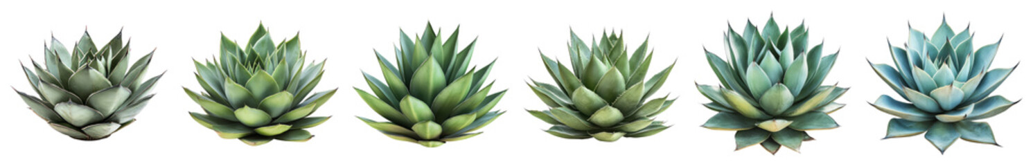 Diverse Succulent Plants in a Set Displaying Unique Forms, isolated on transparent background