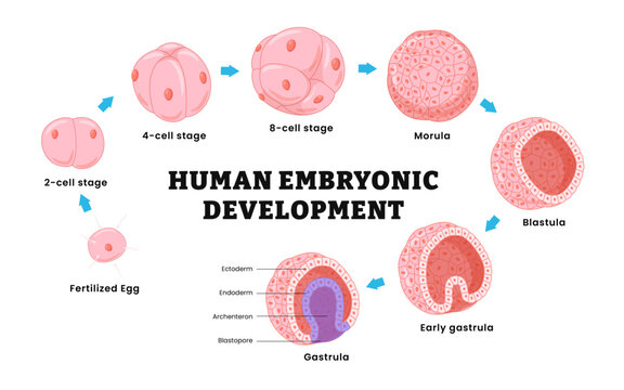 Human fertilization and human embryonic development stages, or human embryogenesis from zygote to gastrula, Zygote, 2-cell, morula, blastula, gastrula. Vector medical illustration.