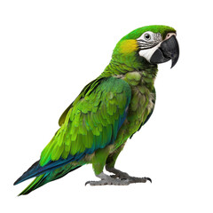 Fototapeta premium Vibrant green parrot with striking features