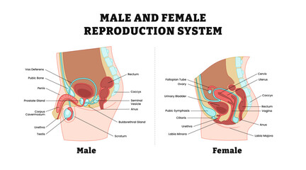 Male and female reproductive system structure anatomy median section with main parts, medical illustration diagram poster. Labeled human body lateral view, vector illustration.