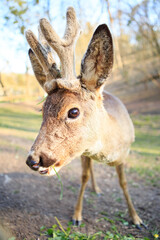 A young deer with soft, short antlers grazes on lush green grass in a sunlit meadow. The warm sunlight highlights its sleek fur, creating a peaceful and natural scene.