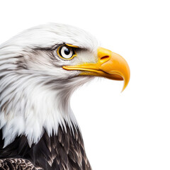 Obraz premium Majestic bald eagle with striking features against transparent background
