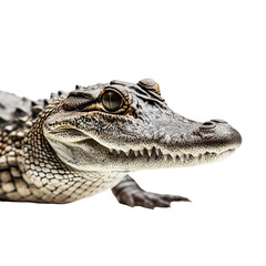 Obraz premium Close-up of a crocodile's textured snout and eyes