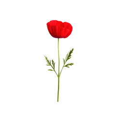Obraz premium Vibrant red poppy flower on a slender green stem