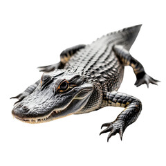 Obraz premium Realistic black crocodile on a dark background