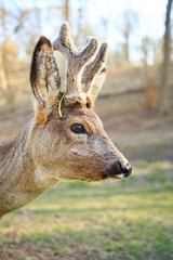 A young deer with soft, short antlers grazes on lush green grass in a sunlit meadow. The warm sunlight highlights its sleek fur, creating a peaceful and natural scene.