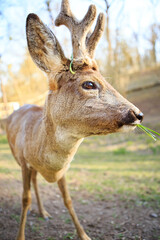A young deer with soft, short antlers grazes on lush green grass in a sunlit meadow. The warm sunlight highlights its sleek fur, creating a peaceful and natural scene.