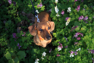 The dachshund walks on the lawn. Green grass and flowers on the background. Walking a dog on a leash