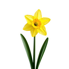 Bright yellow daffodil flower with green leaves