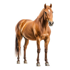 Obraz premium Majestic chestnut horse standing proudly