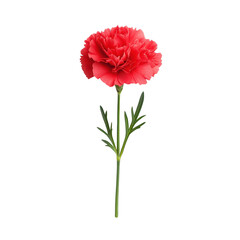 Vibrant red carnation flower with green leaves