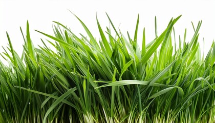 Obraz premium hi resolution image of fresh green grass isolated against a transparent background