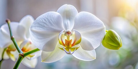 Obraz premium Close-up of a Delicate White Orchid Blossom, Architectural Photography Style