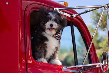 A little Havanese black and white dog is riding in a big red truck.
