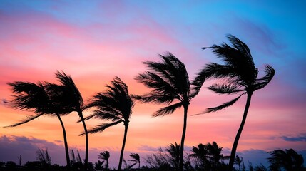 Tropical palm tree silhouette for design