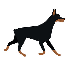 Vector flat hand drawn doberman dog isolated on white background