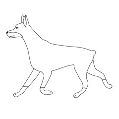 Vector flat hand drawn outline running doberman dog isolated on white background