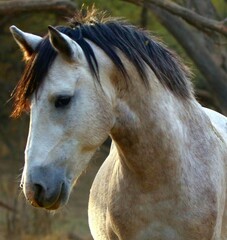 Obraz premium Wild Stallion in Morning Light 