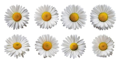 Row of Eight Beautiful White Daisies with Yellow Centers, Bundle Set Collection, Isolated on Transparent Background