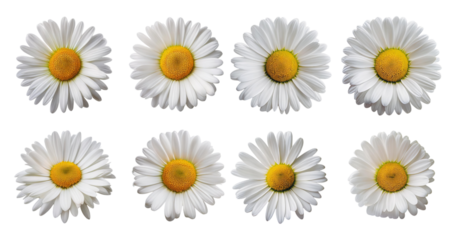 Row of Eight Beautiful White Daisies with Yellow Centers, Bundle Set Collection, Isolated on Transparent Background