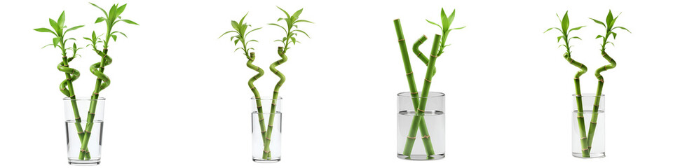 Fototapeta premium Lucky Bamboo Icon – Two Curved Stalks in Water Representing Feng Shui and Growth