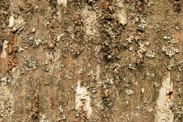 Bark texture, a surface of bark with lichen as background