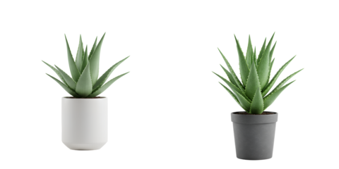 Aloe Vera Pot Icon – Minimal Aloe Vera Plant in a Simple Pot for Natural Decor