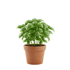 Obraz premium Small Basil Plant Growing in a Tiny Round Pot – Fresh Herb Garden Icon