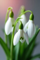 Close-up of delicate snowdrops in a beautiful spring arrangement, garden, nature
