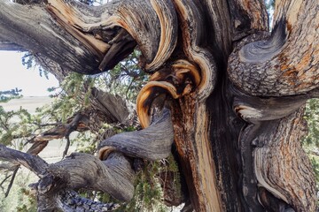 Close-up of the twisted, weathered trunk of an ancient Bristlecone Pine tree in the White Mountains of California, USA. The tree's unique form shows its age. Bishop, California, USA