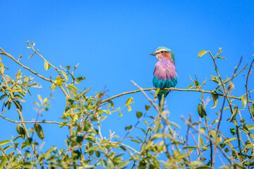 Lilac-breasted Roller