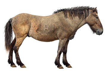 Przewalski's horse profile, isolated on white, wildlife photography for conservation projects