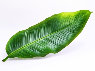 Vibrant Green Botanical Leaf Close-Up: Natural Texture & Tropical Beauty for Garden Design and Home Decor
