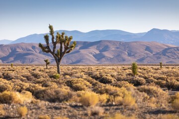A Joshua Tree stands tall in the Mojave Desert landscape of Nevada, USA. The iconic tree is surrounded by desert scrub and distant mountains under a clear blue sky.