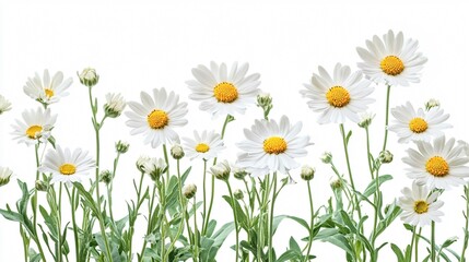 White Daisy Flower On Bright Backdrop