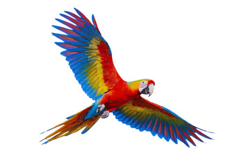 Fototapeta premium colorful flying parrot isolated on white or transparent png