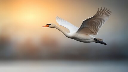 Fototapeta premium Majestic Swan Gliding Across Tranquil Waters at Sunrise with Soft Golden Light in Background