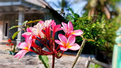 Beautiful tropical pink and red plumeria flowers from Bali.