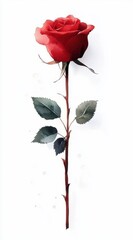 Elegant Red Rose with Green Leaves and Thorny Stem on White Background