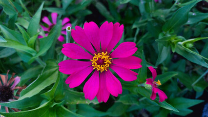 Obraz premium A beautiful zinnia flower in full, round bloom.